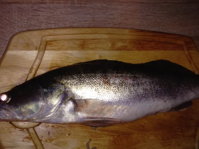Zander