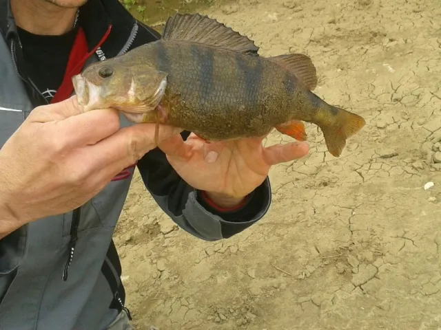 Flussbarsch