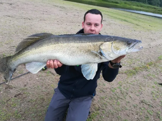 Zander