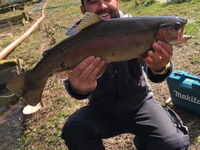 Regenbogenforelle