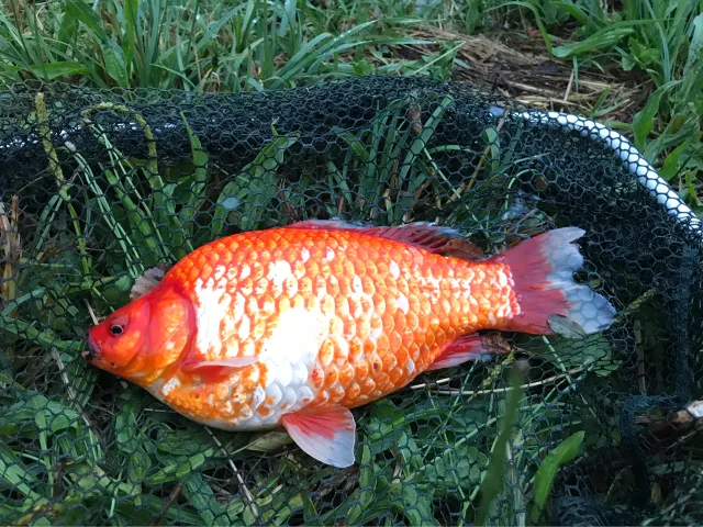 Goldfisch