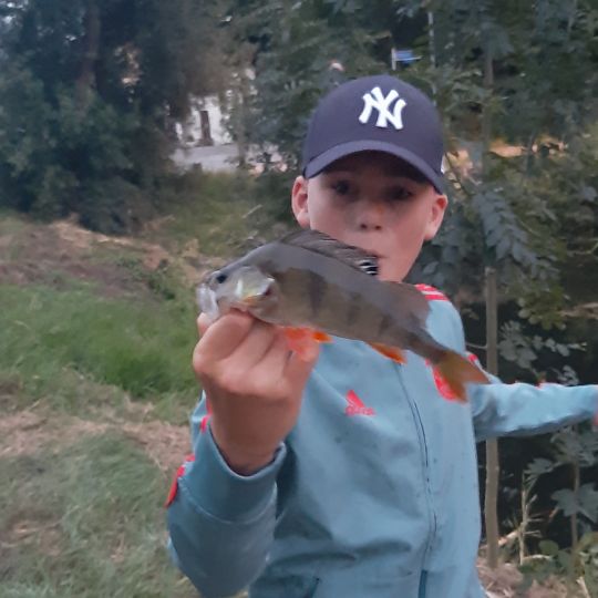 Flussbarsch