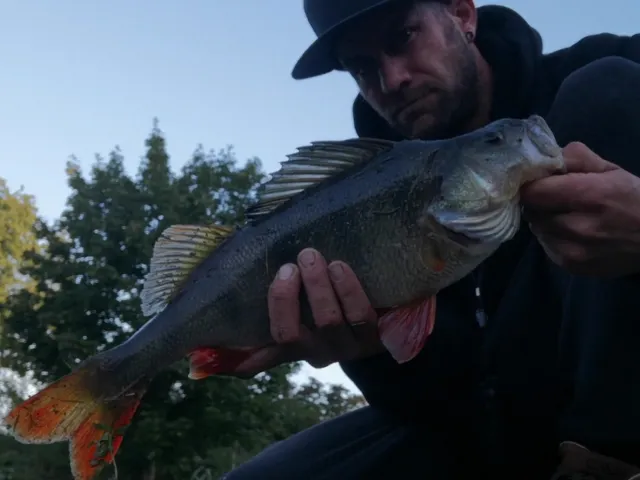 Flussbarsch