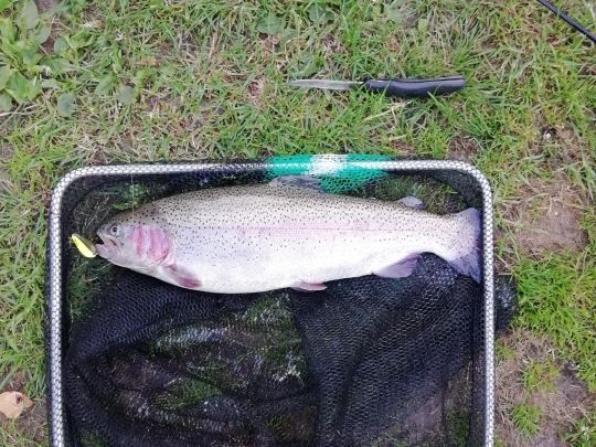 Regenbogenforelle