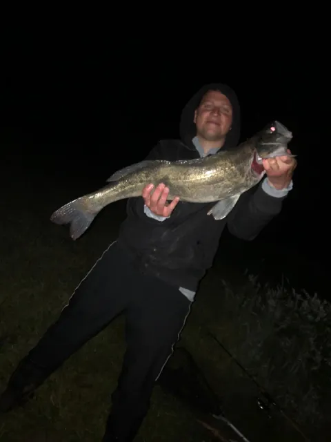 Zander