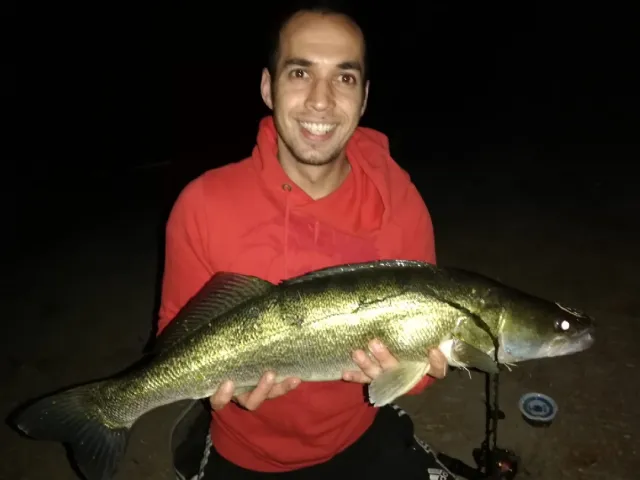 Zander