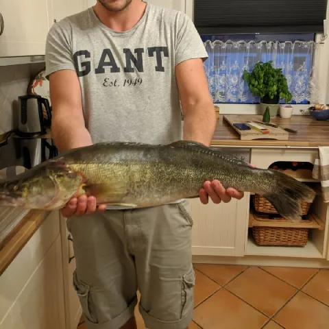 Zander