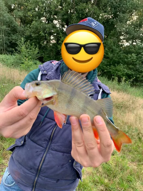 Flussbarsch