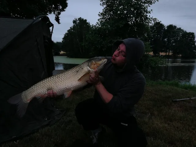 Graskarpfen