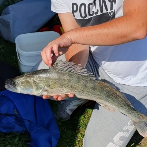 Zander