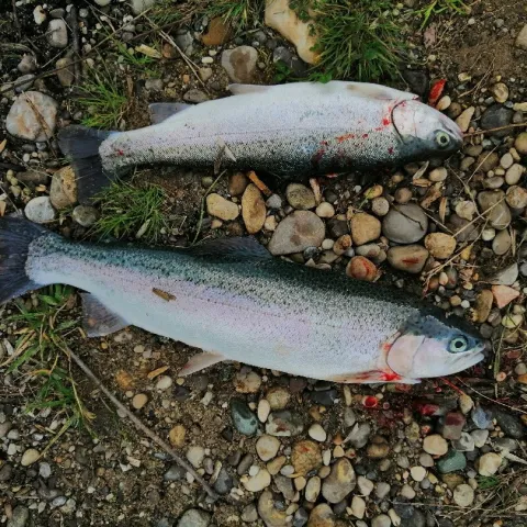 Regenbogenforelle