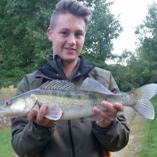 Zander