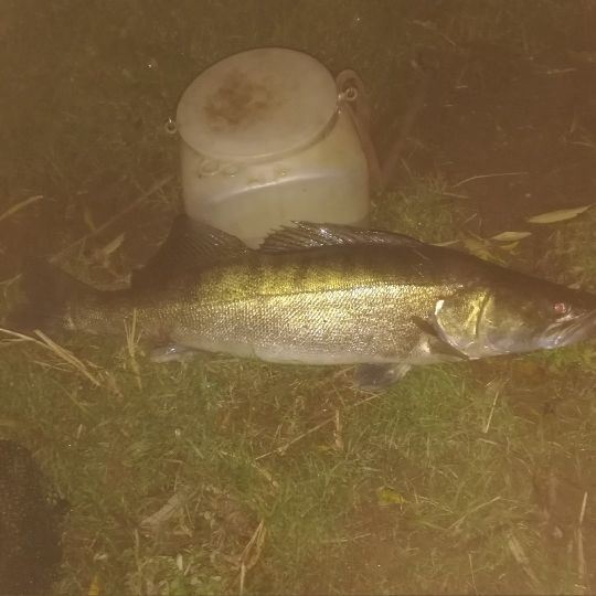 Zander