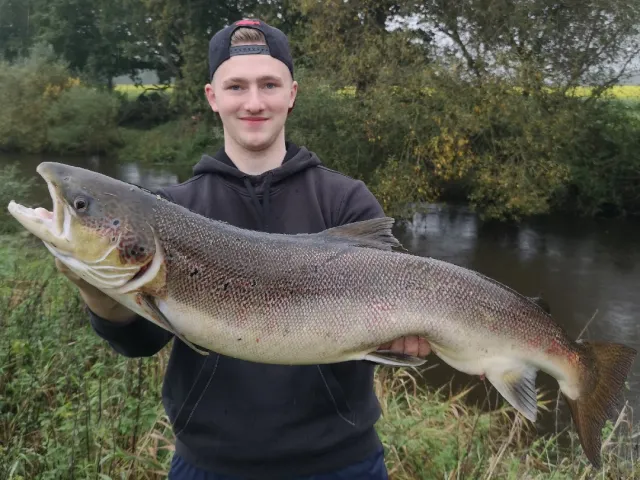 Lachs