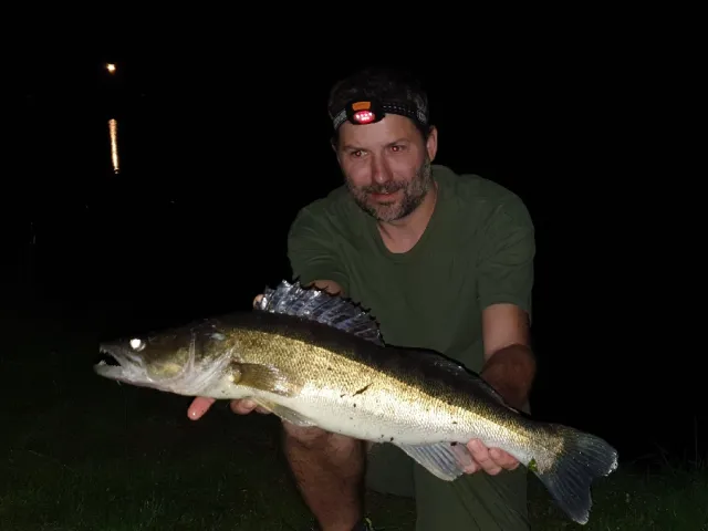 Zander