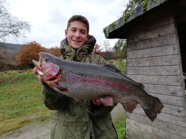 Regenbogenforelle