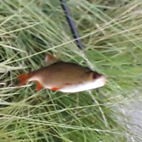 Rotfeder