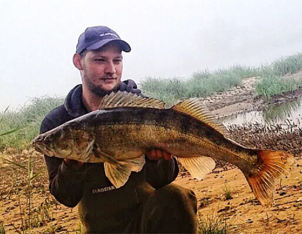 Zander