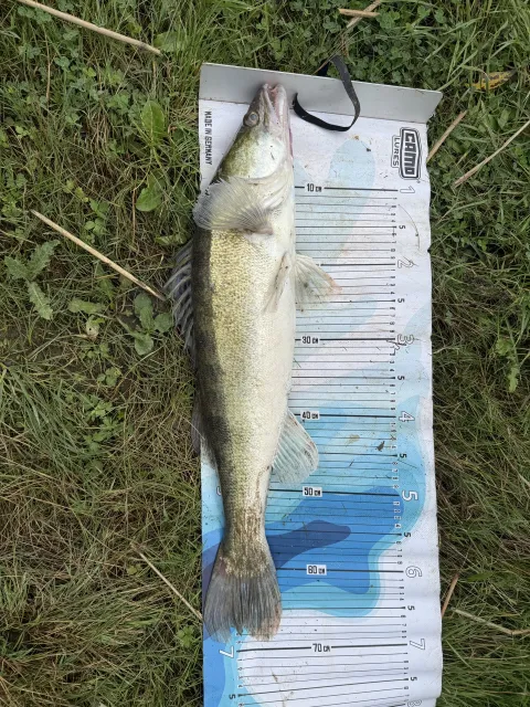 Zander