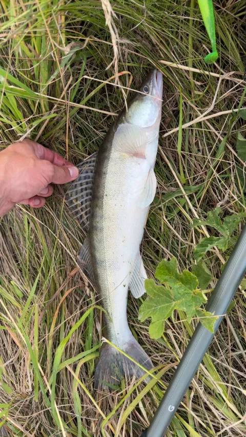 Zander
