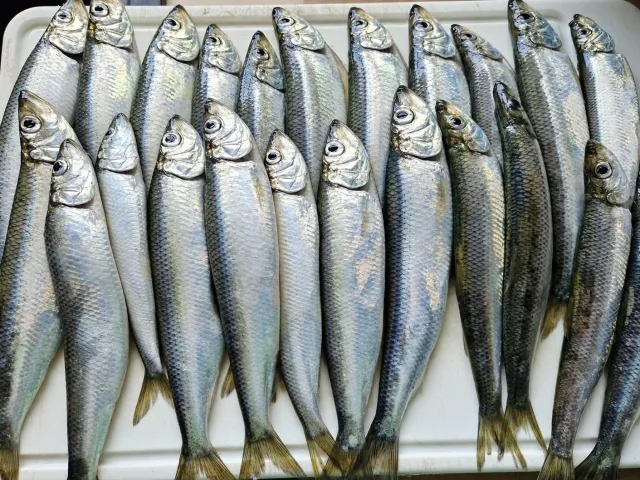 Hering