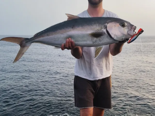 Amberjack