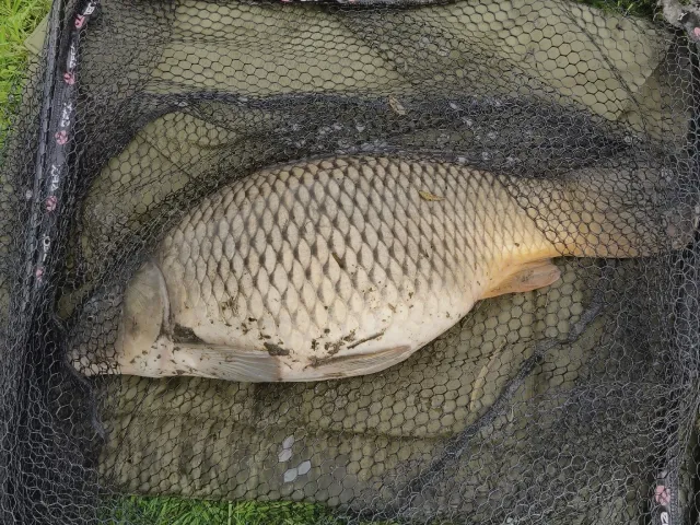 Karpfen