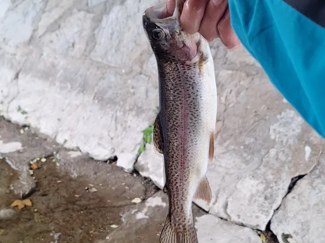 Regenbogenforelle