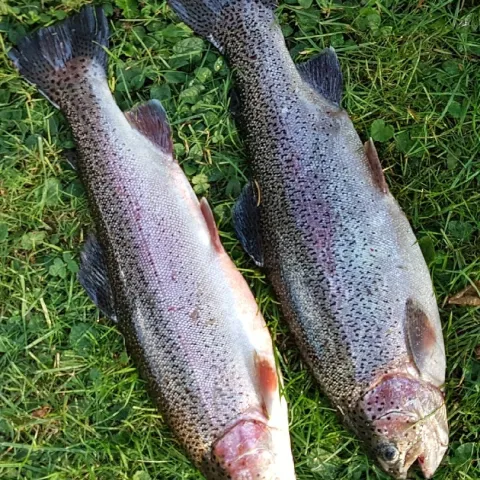 Regenbogenforelle