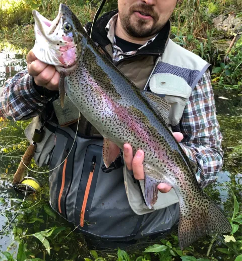Regenbogenforelle