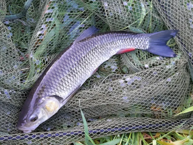 Döbel