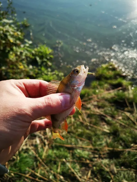 Flussbarsch