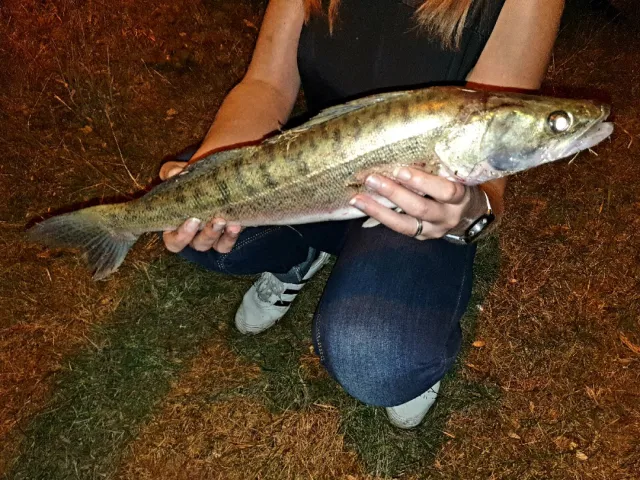 Zander