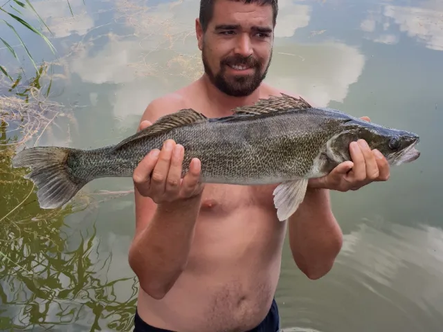 Zander