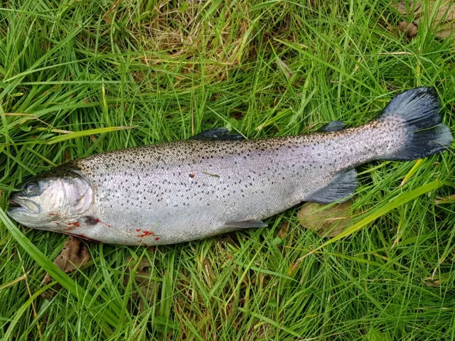 Regenbogenforelle
