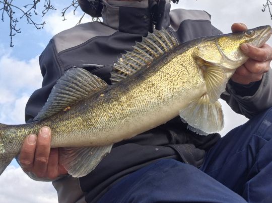 Zander