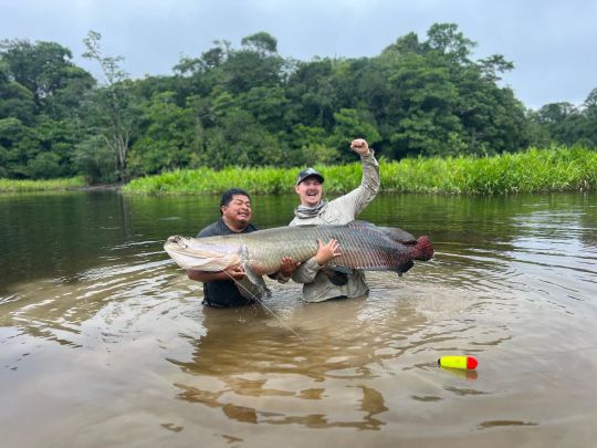 Arapaima