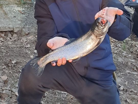 Regenbogenforelle