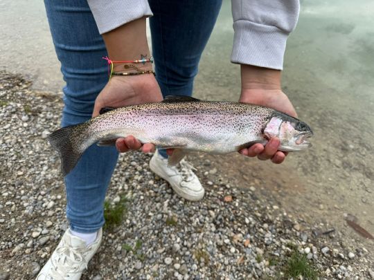 Regenbogenforelle