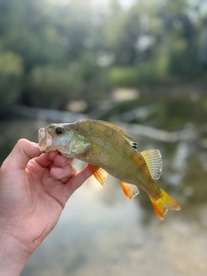 Flussbarsch