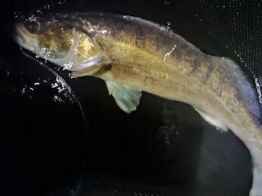 Zander