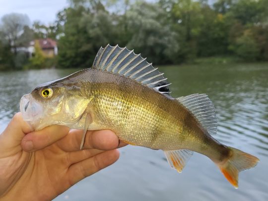 Flussbarsch-0