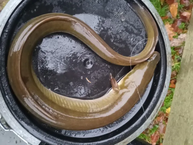 Aal