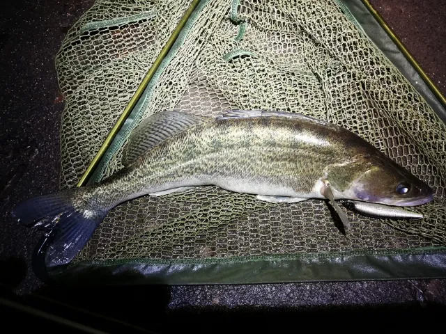Zander
