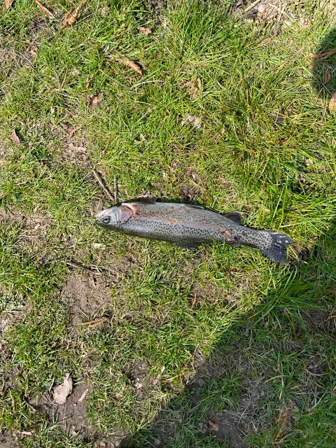 Regenbogenforelle