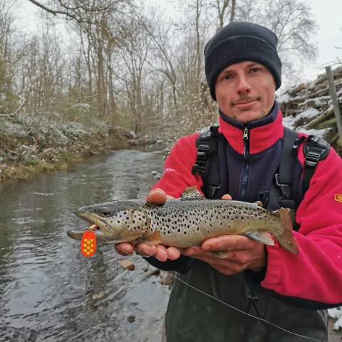 Bachforelle