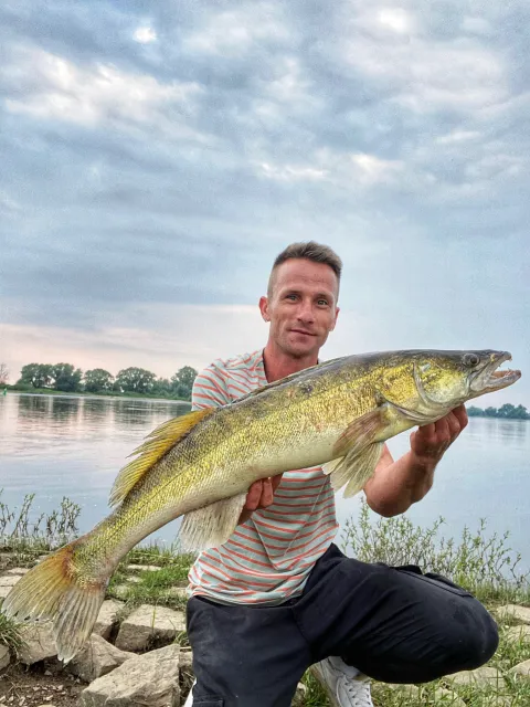Zander