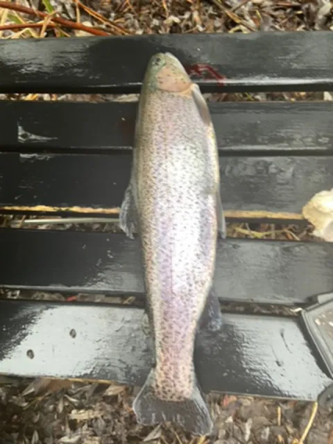 Regenbogenforelle