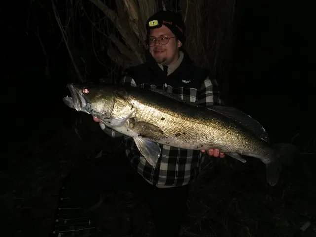 Zander
