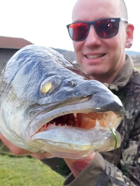 Zander